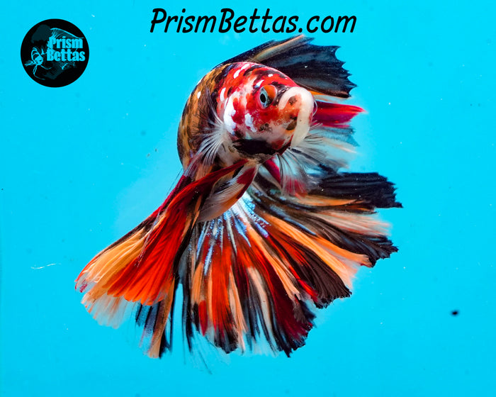 Candy Koi Halfmoon Male