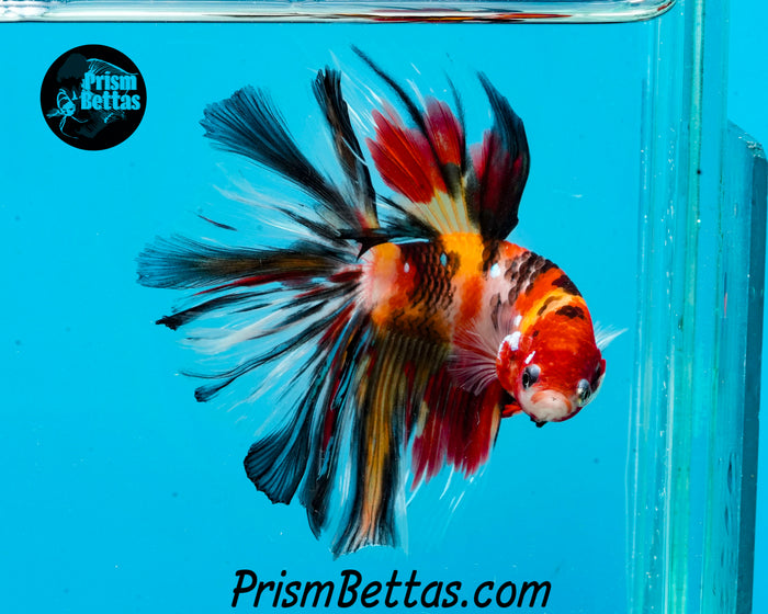 Candy Koi Halfmoon Male