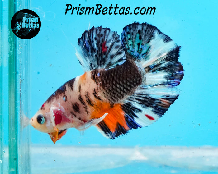Candy Koi Halfmoon Plakat Male
