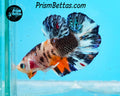 Candy Koi Halfmoon Plakat Male