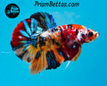 Candy Koi Halfmoon Plakat Male