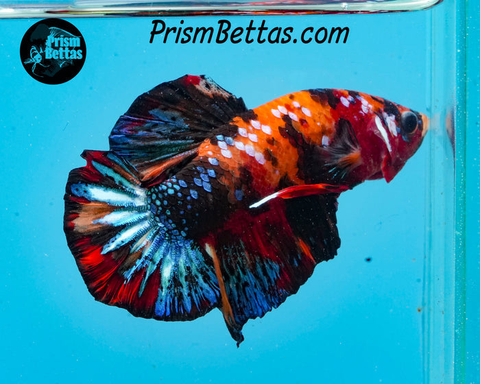 Candy Koi Halfmoon Plakat Male