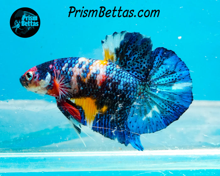 Candy Koi Halfmoon Plakat Male