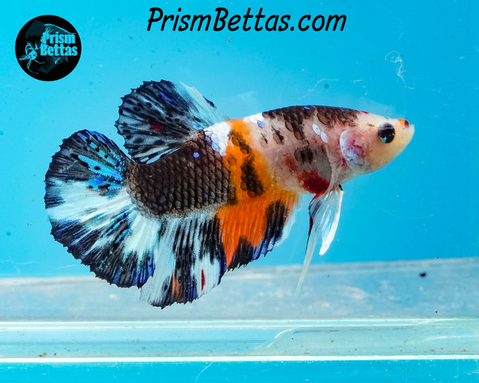 Candy Koi Halfmoon Plakat Male
