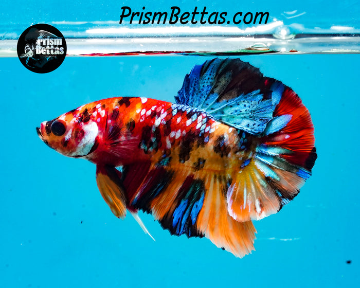 Candy Koi Halfmoon Plakat Male