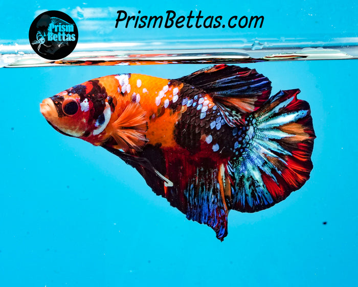 Candy Koi Halfmoon Plakat Male