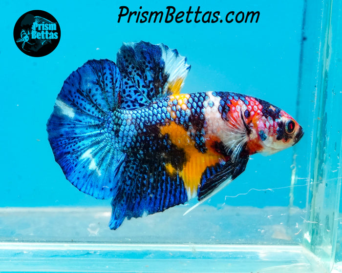 Candy Koi Halfmoon Plakat Male