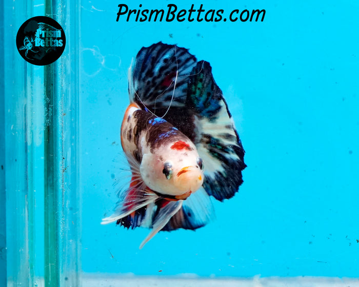 Candy Koi Halfmoon Plakat Male