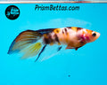 Candy Koi Veiltail Female
