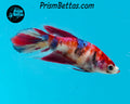 Candy Koi Veiltail Female