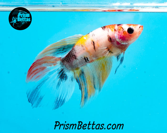 Candy Koi Veiltail Female