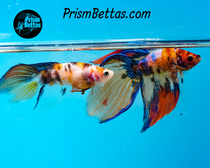 Candy Koi Veiltail Female