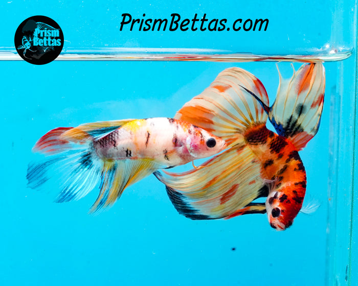 Candy Koi Veiltail Female