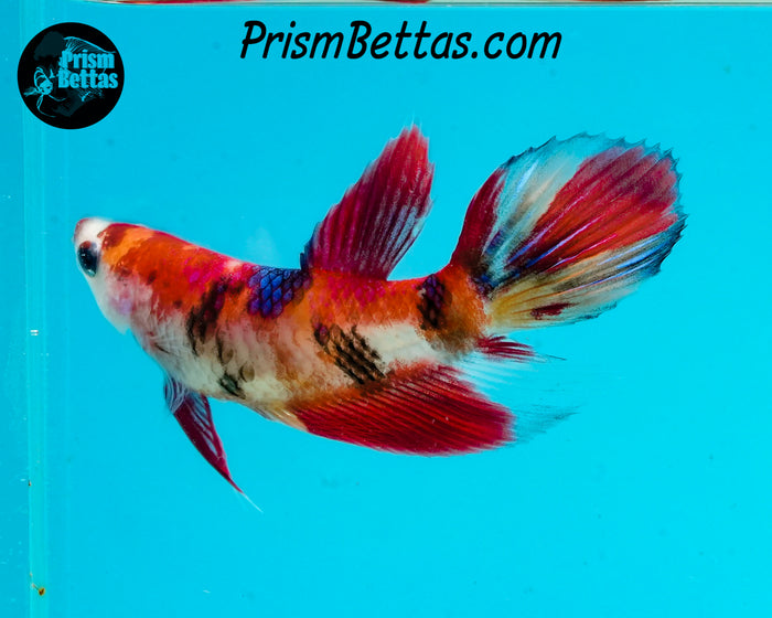 Candy Koi Veiltail Female