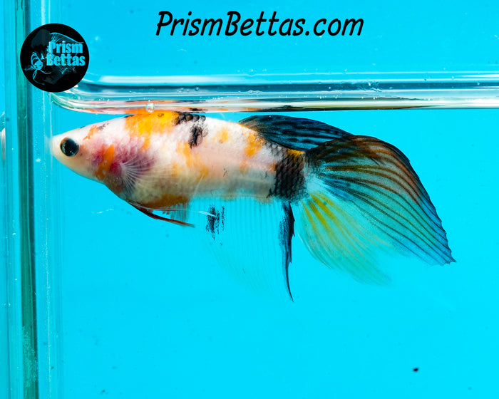 Candy Koi Veiltail Female