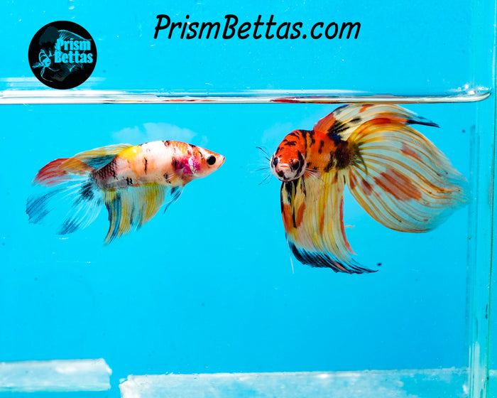 Candy Koi Veiltail Female