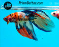 Candy Koi Veiltail Male