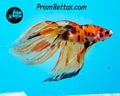 Candy Koi Veiltail Male