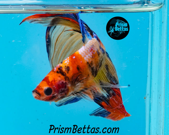Candy Koi Veiltail Male