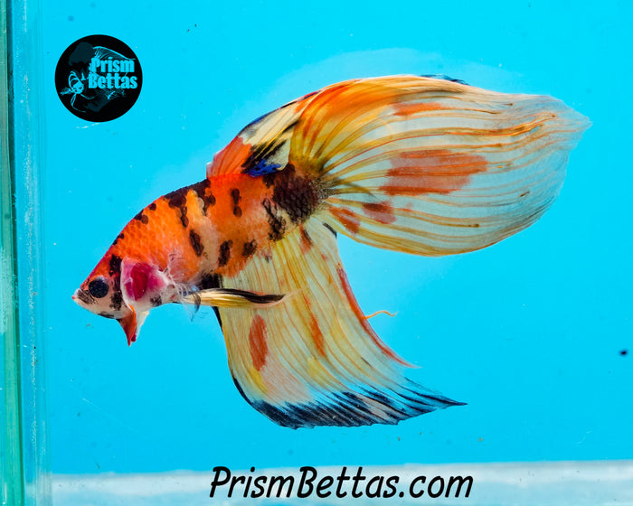 Candy Koi Veiltail Male