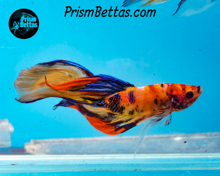 Candy Koi Veiltail Male