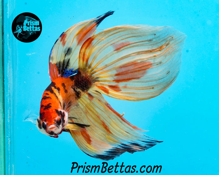 Candy Koi Veiltail Male