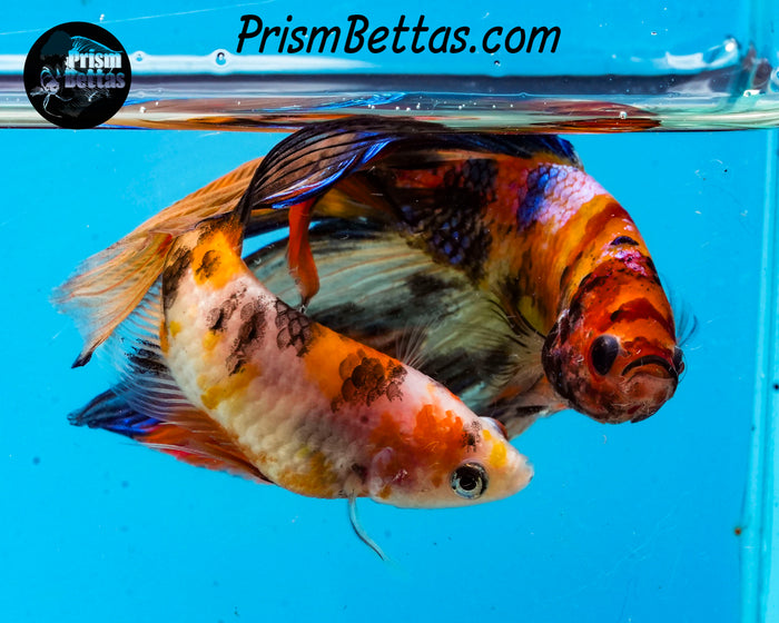 Candy Koi Veiltail Male