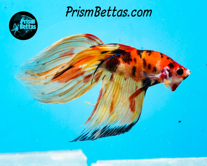 Candy Koi Veiltail Male
