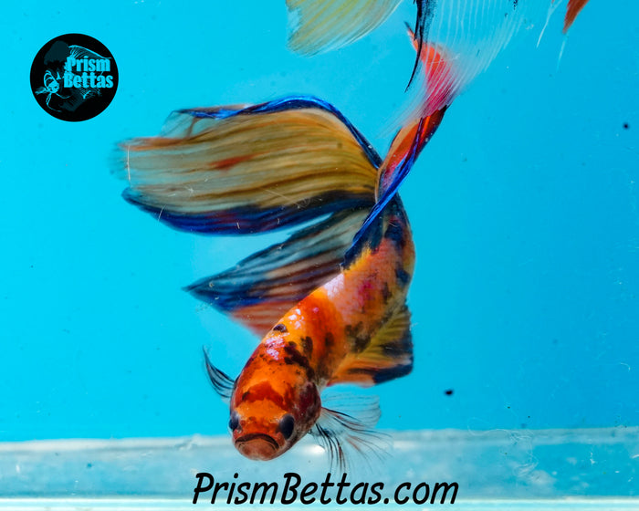 Candy Koi Veiltail Male