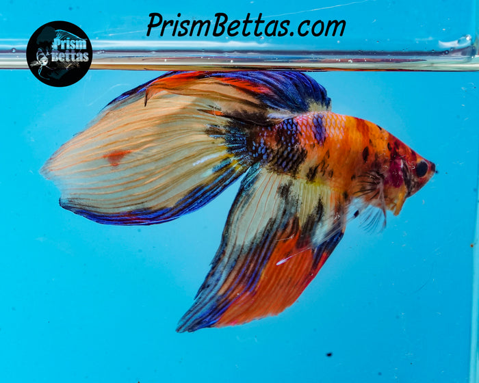 Candy Koi Veiltail Male