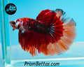 Chocolate Candy Koi Butterfly Halfmoon Male