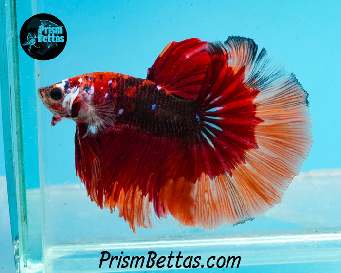 Chocolate Candy Koi Butterfly Halfmoon Male