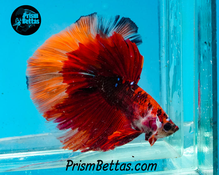 Chocolate Candy Koi Butterfly Halfmoon Male