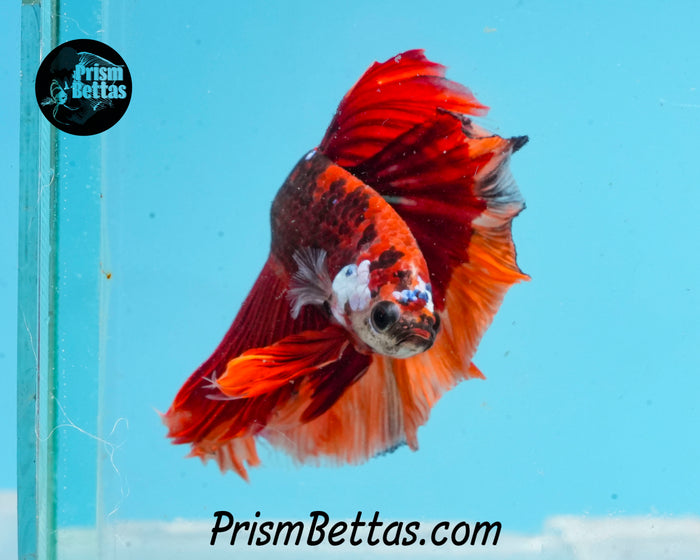 Chocolate Candy Koi Butterfly Halfmoon Male