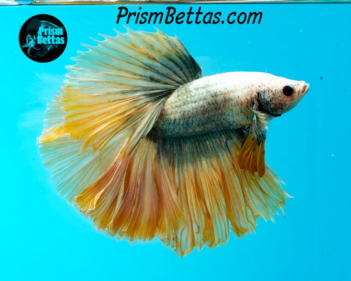 Copper Grizzle Halfmoon Male