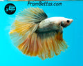 Copper Grizzle Halfmoon Male