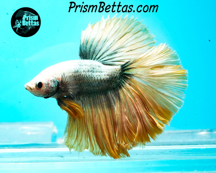Copper Grizzle Halfmoon Male