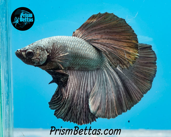 Copper Halfmoon Male
