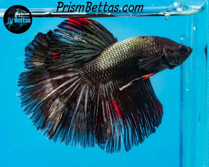 Copper Halfmoon Male