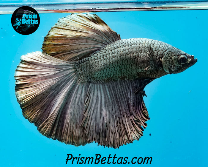 Copper Halfmoon Male