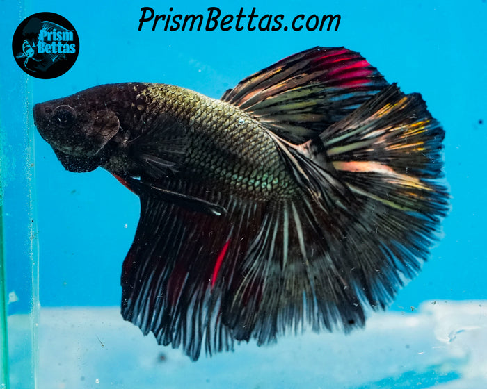 Copper Halfmoon Male
