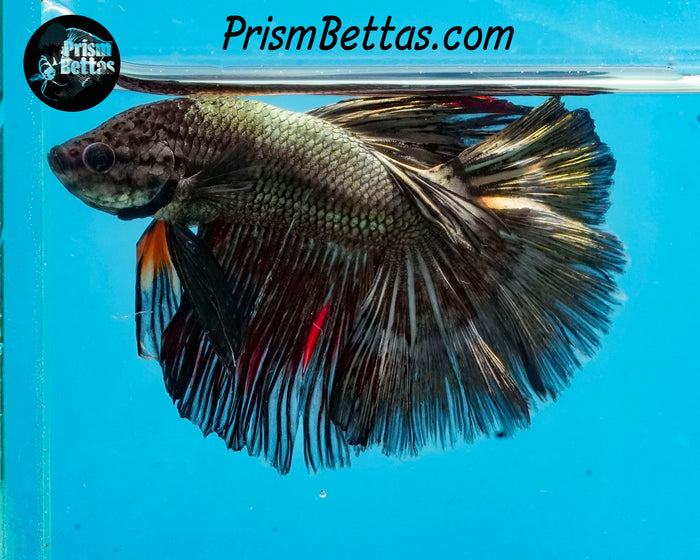 Copper Halfmoon Male