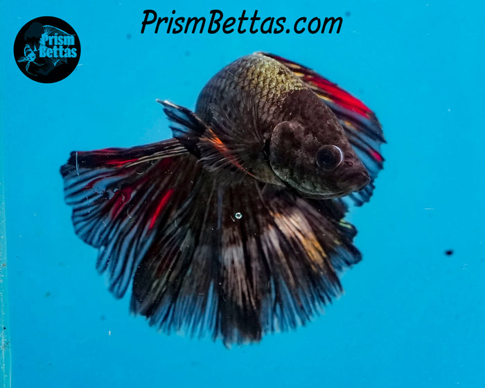 Copper Halfmoon Male