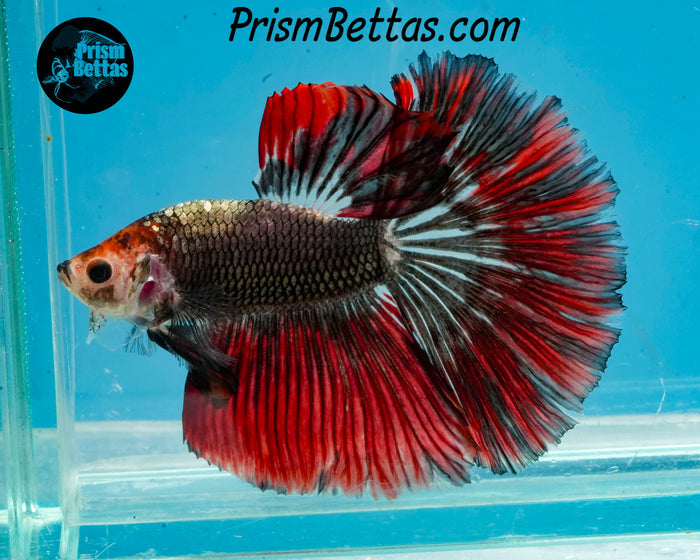 Copper Marble Halfmoon Male