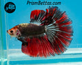 Copper Marble Halfmoon Male