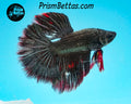 Copper Marble Halfmoon Male