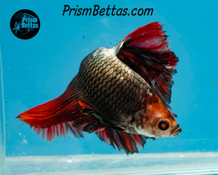 Copper Marble Halfmoon Male