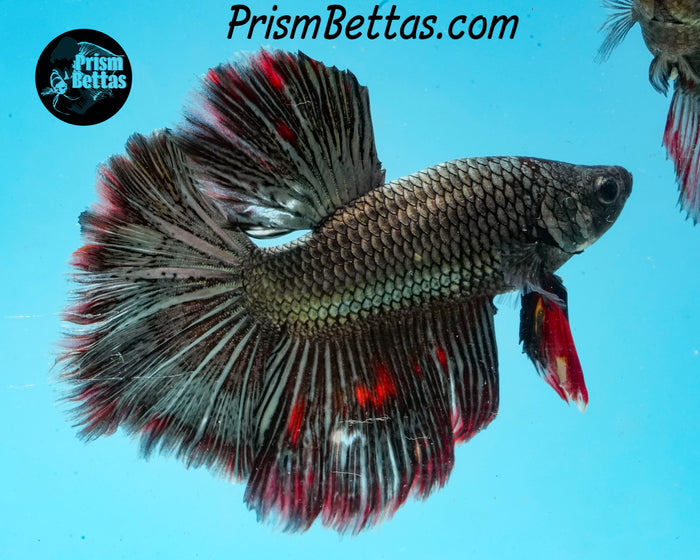 Copper Marble Halfmoon Male