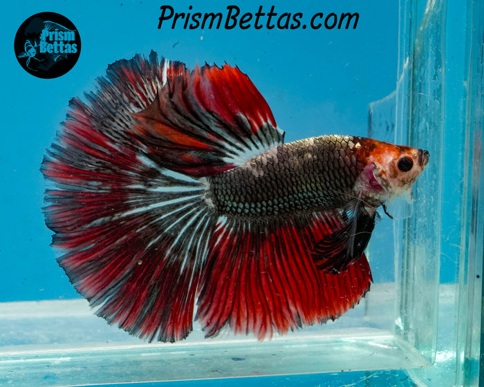 Copper Marble Halfmoon Male