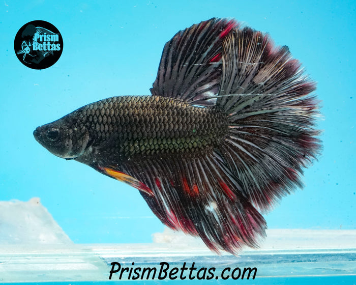 Copper Marble Halfmoon Male